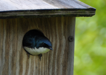 Birds and Conservation Birds and Conservation